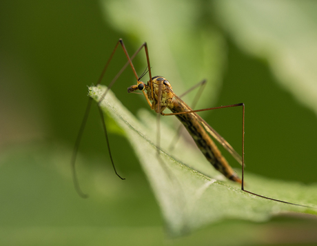Tijgerlangpootmug ♀