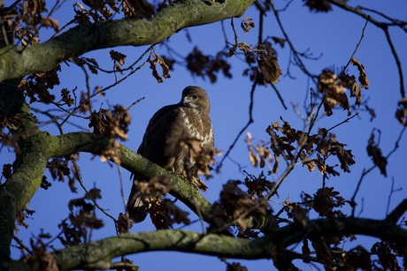 buizerd in rust