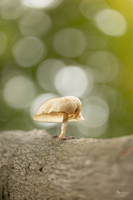 Bokeh paddenstoel 