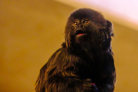 Goeldi tamarin 