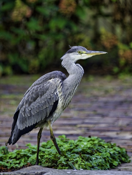 Hongerige reiger