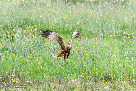 Bruine kiekendief in actie 