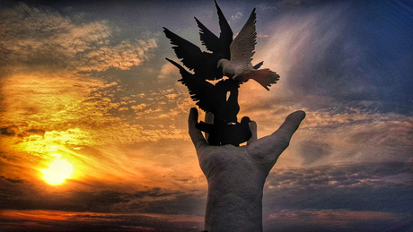 Flying birds in the sunset