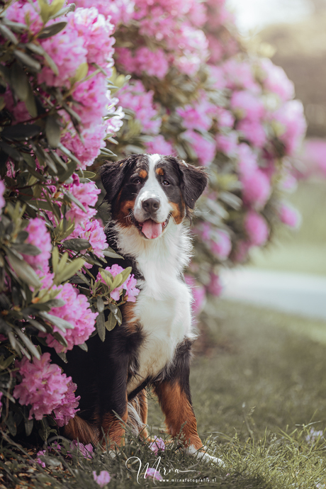 Rododendrons 