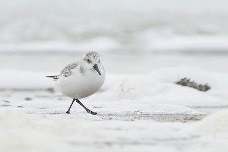 Drieteenstrandloper