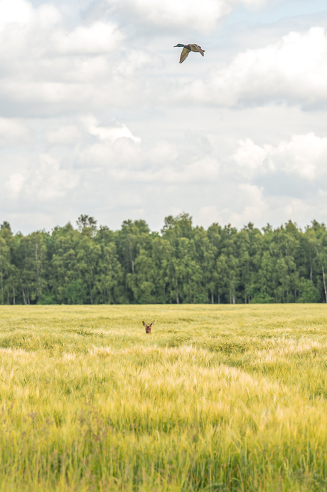 Vliegende eend en een ree.