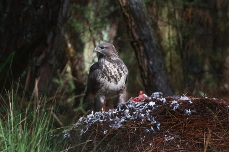 Buizerd met prooi