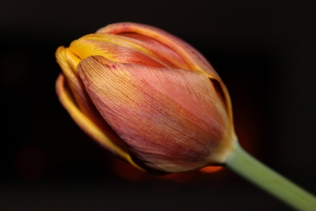 Tulp