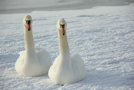 frozen swan lake