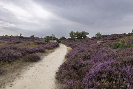 Bloeiende heide