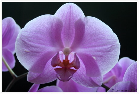 Orchidee