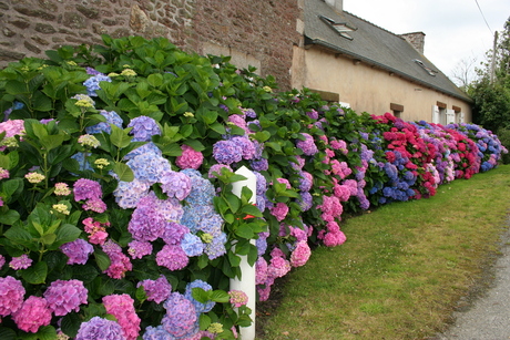 bloemenzee