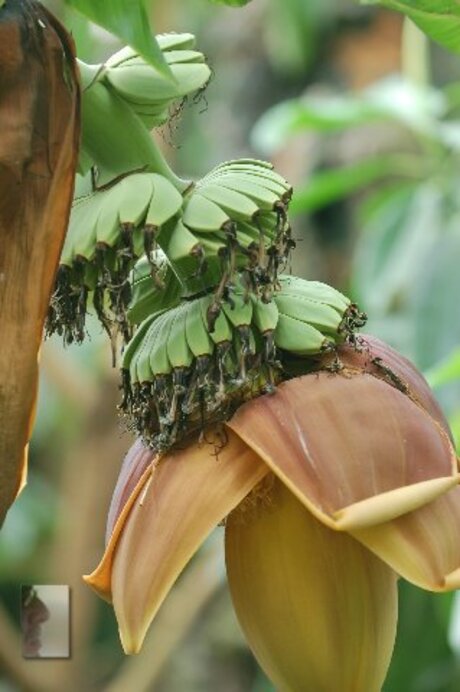 bananenplant