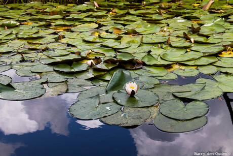 Roofvogeltuin_3.jpg