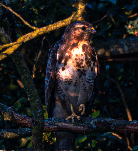 Buizerd in de late avondzon 