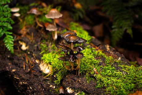 Enchanted Forest Treasures: A Fungi Wonderland 🍄✨