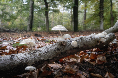 paddenstoeltjes in het bos