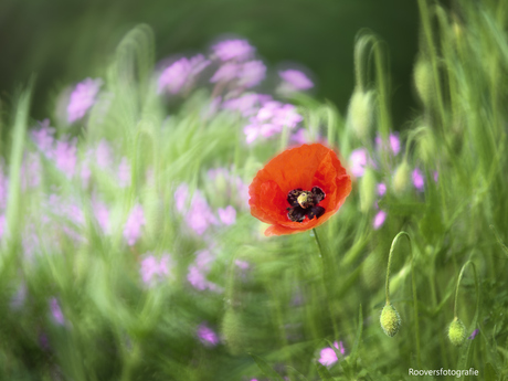 Deining in het Veld