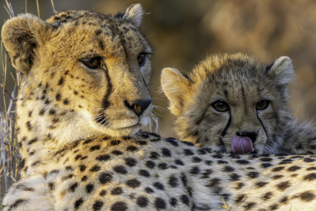 cheetah met cub