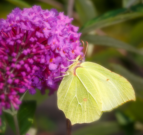 Citroenvlinder (Gonepteryx rhamni)