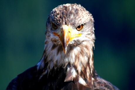 Jonge bald eagle
