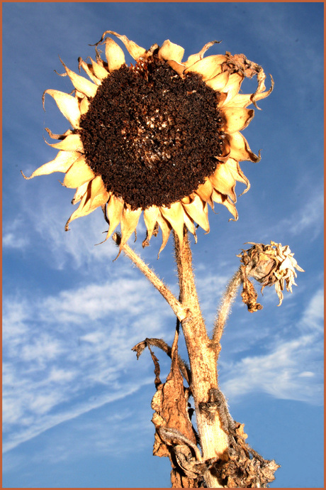 Zonnebloem op zijn retour
