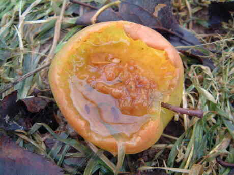 Rotte appel in limburgse boomgaard