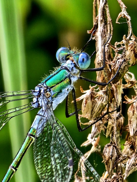 Dragonfly 