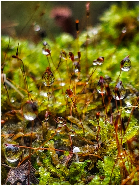 Mycena corynephora 