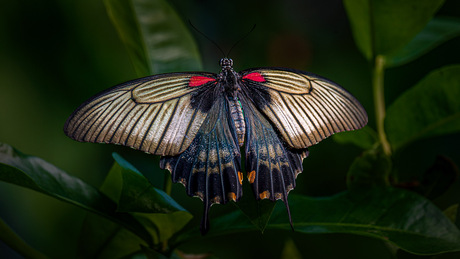 Papilio rumanzovia