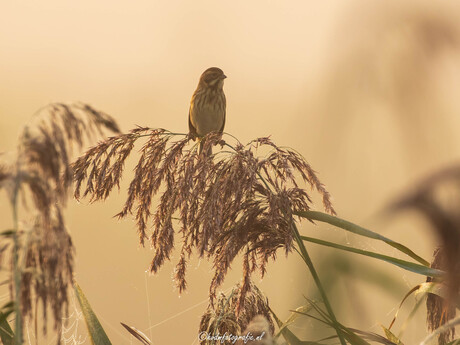 Rietgors In de ochtendzon 