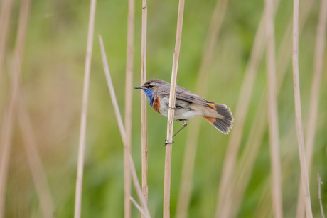 Blauwborstje