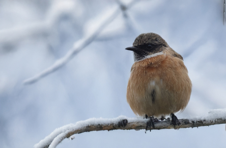 winter en toch zo mooi