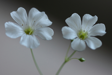 Wild Flower