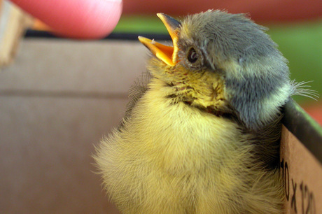 uit het nest gevallen