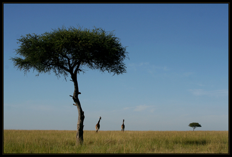 Giraffen in de Masai Mara