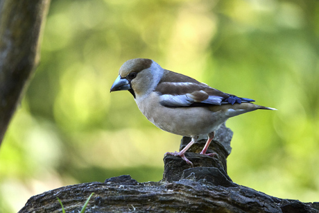 Appelvink
