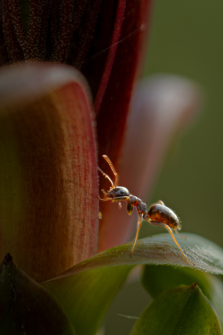 macro