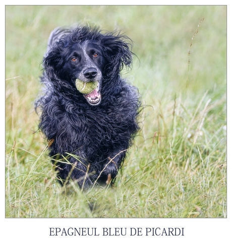 Epagneul Bleu De Picardi.