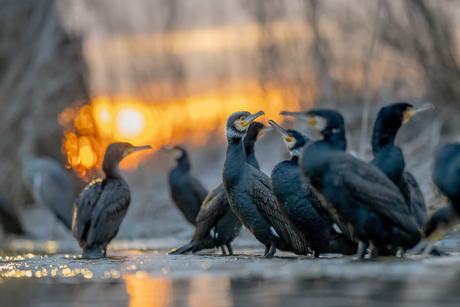 Aalscholvers op een winterochtend