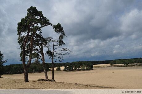 Loonse en Drunense duinen