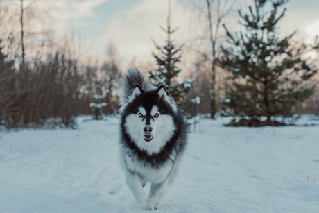 Husky in de sneeuw