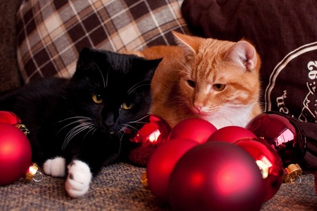 kerst kittens