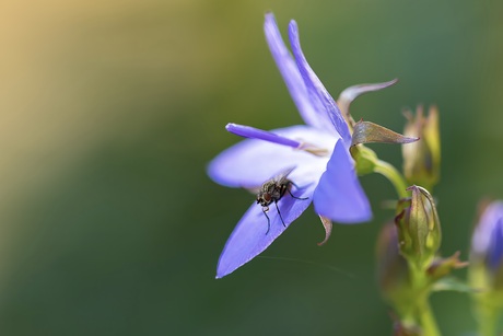 Vliegje op bloem