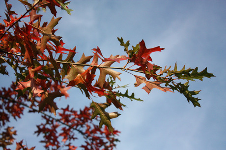 Herfstbladeren