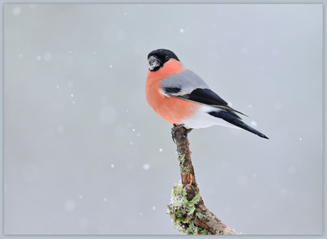 Goudvink in wintersfeer