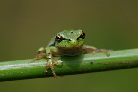 Kleine Kermit