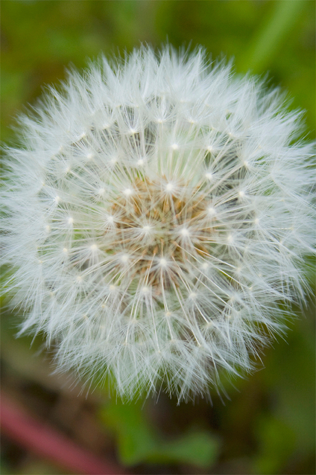 Bloem in groen 3