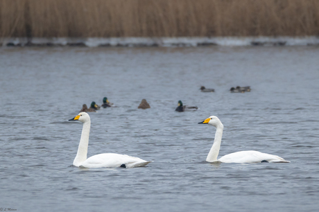 Wilde zwanen