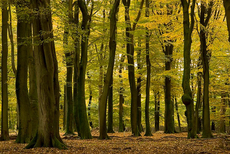 beukenbos in herfstkleuren